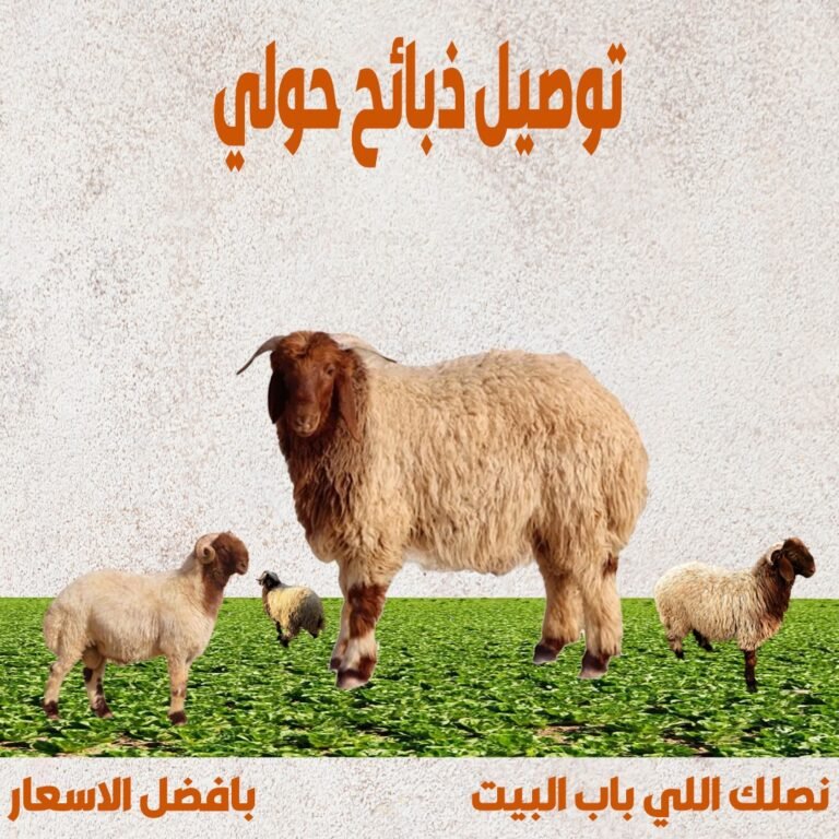 توصيل ذبايح حولي