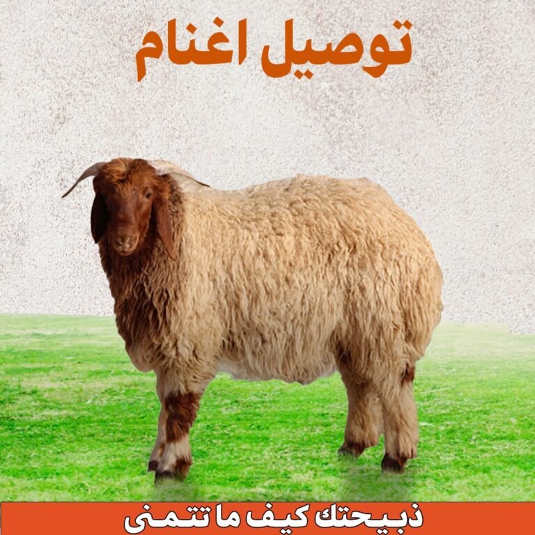 توصيل اغنام الكويت