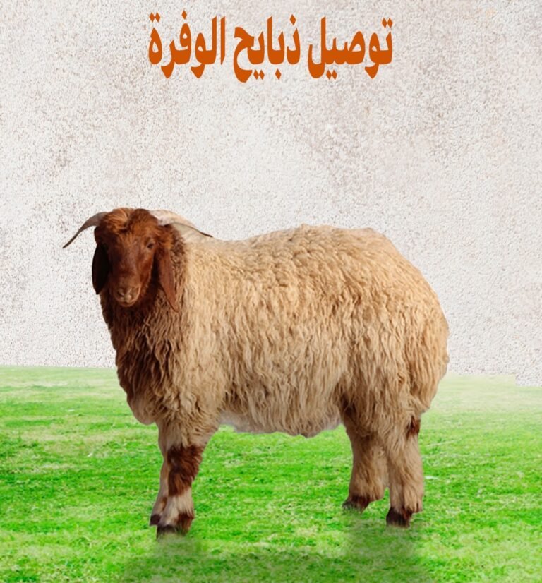 توصيل ذبايح الوفرة